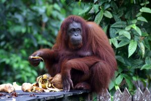 Borneo Tour Holidays by Dee-luxe Journeys - Orangutan
